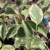 WOLF EYES VARIEGATED KOUSA DOGWOOD -Sooner Plant Farm Shop DETA 3768