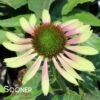 GREEN TWISTER CONEFLOWER 2 GREEN TWISTER CONEFLOWER -Sooner Plant Farm Shop DETA 3772