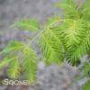 GOLD RUSH DAWN REDWOOD -Sooner Plant Farm Shop DETA 3780