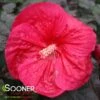 MARS MADNESS HARDY HIBISCUS -Sooner Plant Farm Shop DETA 3783