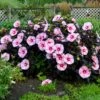 STARRY STARRY NIGHT HARDY HIBISCUS -Sooner Plant Farm Shop DETA 3784