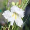 HOPE WHITE DESERT WILLOW
