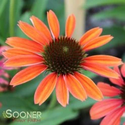 BUTTERFLY™ RAINBOW MARCELLA CONEFLOWER