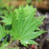JORDAN FULL MOON UPRIGHT JAPANESE MAPLE 1 JORDAN FULL MOON UPRIGHT JAPANESE MAPLE -Sooner Plant Farm Shop DETA 3803