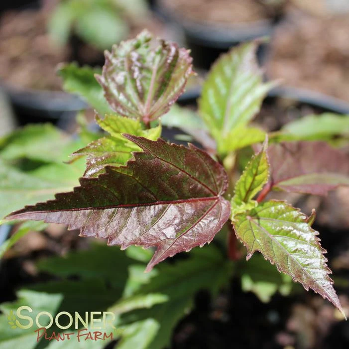 MOCHA MOON HARDY HIBISCUS 4 MOCHA MOON HARDY HIBISCUS - Image 2