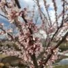 COTTON CANDY™ REDBUD -Sooner Plant Farm Shop DETA 3831