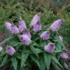 PUGSTER® AMETHYST BUTTERFLY BUSH -Sooner Plant Farm Shop DETA 3838