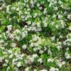 GROUND HUG® BLACK CHOKEBERRY -Sooner Plant Farm Shop DETA 3840