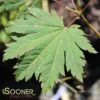 EMMETT'S PUMPKIN UPRIGHT JAPANESE MAPLE -Sooner Plant Farm Shop DETA 3851