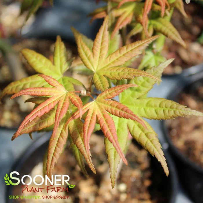 CORAL MAGIC UPRIGHT JAPANESE MAPLE 5 CORAL MAGIC UPRIGHT JAPANESE MAPLE - Image 3