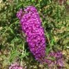 NANHO PURPLE BUTTERFLY BUSH 2 NANHO PURPLE BUTTERFLY BUSH -Sooner Plant Farm Shop DETA 386
