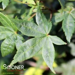 KATSURA NISHIKI UPRIGHT JAPANESE MAPLE -Sooner Plant Farm Shop DETA 3861