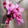 PINK HEARTBREAKER WEEPING REDBUD -Sooner Plant Farm Shop DETA 3870