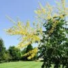 SUMMERBURST® GOLDEN RAINTREE -Sooner Plant Farm Shop DETA 3871
