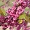 PINK POM POMS REDBUD -Sooner Plant Farm Shop DETA 3874