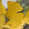 PRINCETON SENTRY® GINKGO 1 PRINCETON SENTRY® GINKGO -Sooner Plant Farm Shop DETA 3875