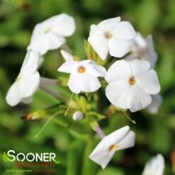 FASHIONABLY EARLY CRYSTAL GARDEN PHLOX