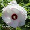 SUMMERIFIC® BALLET SLIPPERS HARDY HIBISCUS 1 SUMMERIFIC® BALLET SLIPPERS HARDY HIBISCUS -Sooner Plant Farm Shop DETA 3898