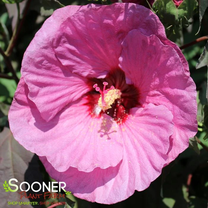 SUMMERIFIC® BERRY AWESOME HARDY HIBISCUS 4 SUMMERIFIC® BERRY AWESOME HARDY HIBISCUS - Image 2