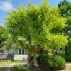 GOLDEN REY ELM -Sooner Plant Farm Shop DETA 39