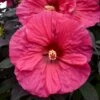 SUMMERIFIC® EVENING ROSE HARDY HIBISCUS -Sooner Plant Farm Shop DETA 3902