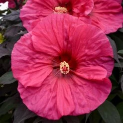 SUMMERIFIC® EVENING ROSE HARDY HIBISCUS