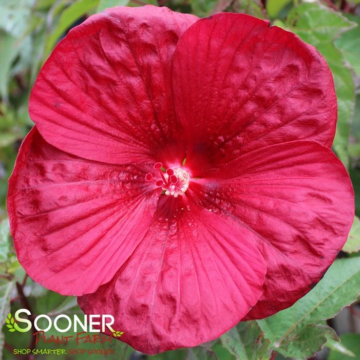 VINTAGE WINE HARDY HIBISCUS 3 VINTAGE WINE HARDY HIBISCUS