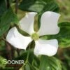 VENUS® DOGWOOD -Sooner Plant Farm Shop DETA 3918