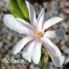 LEONARD MESSEL MAGNOLIA -Sooner Plant Farm Shop DETA 3927