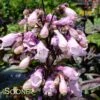 BLACKBEARD BEARDTONGUE 2 BLACKBEARD BEARDTONGUE -Sooner Plant Farm Shop DETA 3928