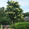 IVORY SILK® TREE LILAC -Sooner Plant Farm Shop DETA 3930