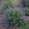 MONARCH® BLUE KNIGHT BUTTERFLY BUSH -Sooner Plant Farm Shop DETA 3935