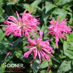 ELECTRIC NEON PINK BEEBALM -Sooner Plant Farm Shop DETA 3938