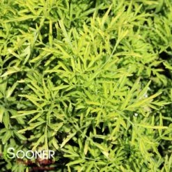 GOLDEN TOWER™ ELDERBERRY -Sooner Plant Farm Shop DETA 3957