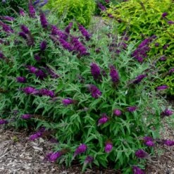 HUMDINGER® MAGENTA MUNCHKIN BUTTERFLY BUSH -Sooner Plant Farm Shop DETA 3963