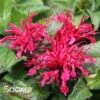 SUGAR BUZZ® CHERRY POPS BEEBALM -Sooner Plant Farm Shop DETA 3965