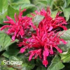 SUGAR BUZZ® CHERRY POPS BEEBALM