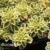 ATLANTIS® SEDUM -Sooner Plant Farm Shop DETA 3968