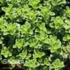 LITTLE MISS SUNSHINE SEDUM -Sooner Plant Farm Shop DETA 3987