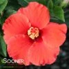DARK HEART TROPICAL HIBISCUS -Sooner Plant Farm Shop DETA 3994