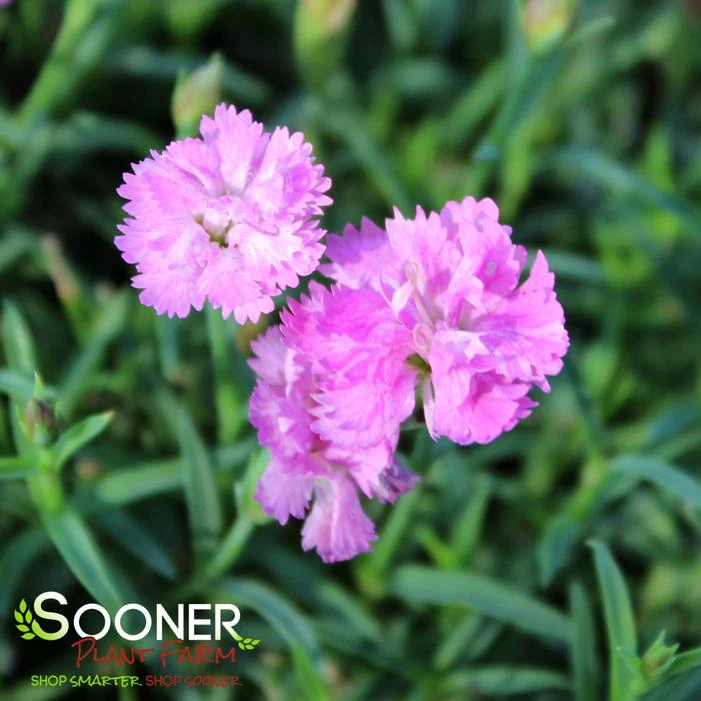 MOUNTAIN FROST™ PINK POMPOM DIANTHUS 3 MOUNTAIN FROST™ PINK POMPOM DIANTHUS