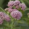 CINDERELLA SWAMP MILKWEED