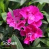 MOUNTAIN FROSTâ„¢ ROSE BOUQUET DIANTHUS 2 MOUNTAIN FROSTâ„¢ ROSE BOUQUET DIANTHUS -Sooner Plant Farm Shop DETA 4010