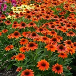 SOMBRERO® FLAMENCO ORANGE CONEFLOWER