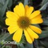 SOMBRERO® LEMON YELLOW CONEFLOWER -Sooner Plant Farm Shop DETA 4012