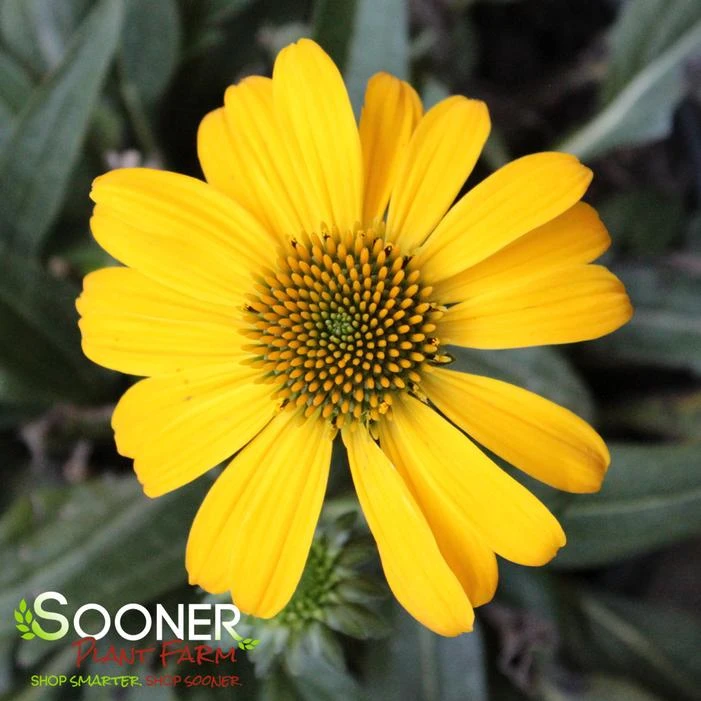 SOMBRERO® LEMON YELLOW CONEFLOWER 3 SOMBRERO® LEMON YELLOW CONEFLOWER