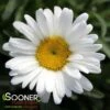 WESTERN STAR LEO SHASTA DAISY -Sooner Plant Farm Shop DETA 4016