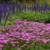 ENDURASCAPE™ PINK BICOLOR VERBENA