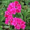 ENDURASCAPE™ MAGENTA VERBENA -Sooner Plant Farm Shop DETA 4020