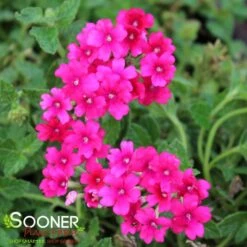 ENDURASCAPE™ MAGENTA VERBENA